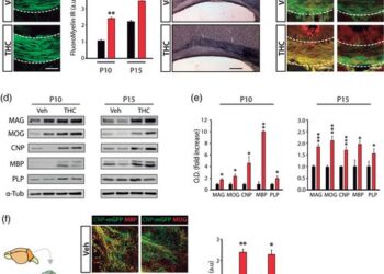 Тетрагидроканнабинол способствует развитию олигодендроцитов и миелинизации ЦНС