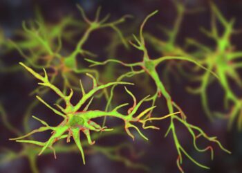 Недавно идентифицированная группа астроцитов помогает предотвратить воспаление мозга