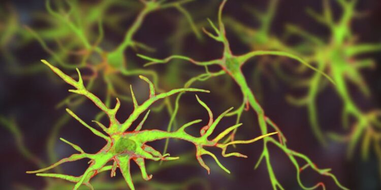 Недавно идентифицированная группа астроцитов помогает предотвратить воспаление мозга