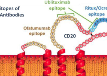 Ублитуксимаб: снижение частоты рецидивов, прогрессирование инвалидности в исследованиях близнецов
