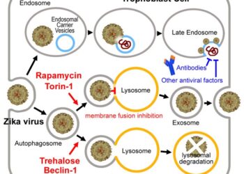 Трегалоза может снизить передачу вируса Зика к плоду за счет активации деградационной аутофагии