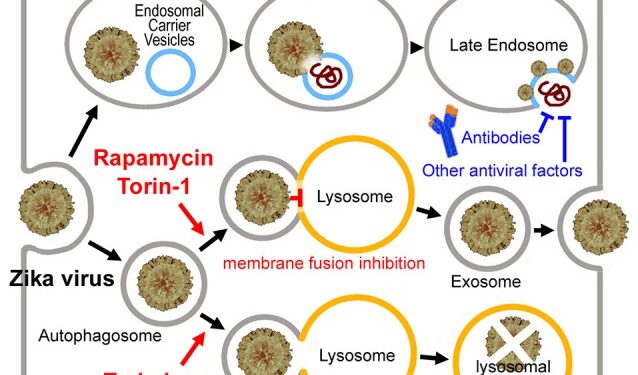Трегалоза может снизить передачу вируса Зика к плоду за счет активации деградационной аутофагии
