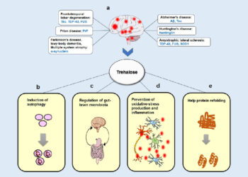 Терапевтический потенциал трегалозы при нейродегенеративных заболеваниях