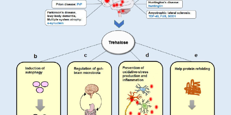 Терапевтический потенциал трегалозы при нейродегенеративных заболеваниях