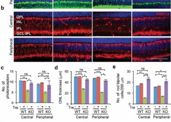 Трегалоза снижает дегенерацию сетчатки, нейровоспаление и нагрузку на накопление, вызванную дефицитом лизосомальной гидролазы.