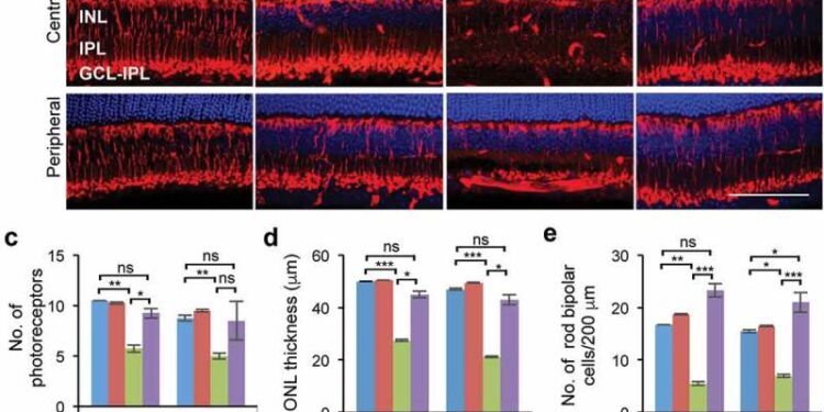 Трегалоза снижает дегенерацию сетчатки, нейровоспаление и нагрузку на накопление, вызванную дефицитом лизосомальной гидролазы. 1 Трегалоза снижает дегенерацию сетчатки, нейровоспаление и нагрузку на накопление, вызванную дефицитом лизосомальной гидролазы.