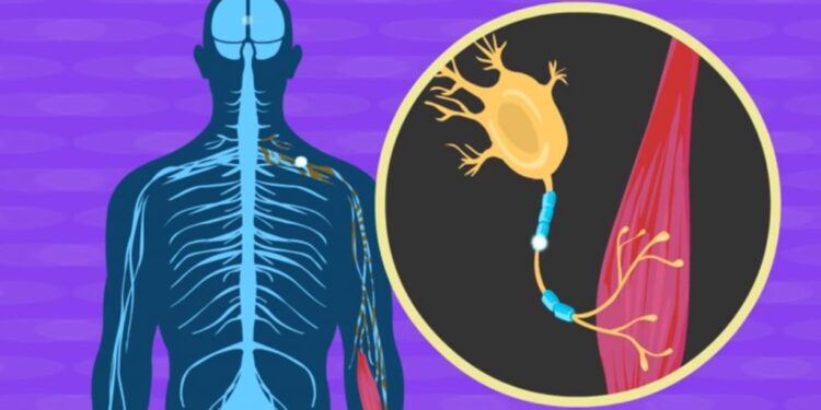 Трегалоза замедляет прогрессирование бокового амиотрофического склероза за счет усиления аутофагии в мотонейронах