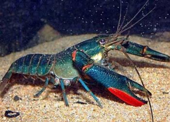 Связь между модифицирующими заболевание терапиями, назначаемыми людям с рассеянным склерозом и раком