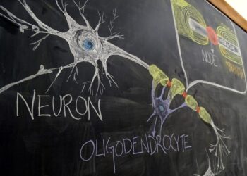 В поисках причины рассеянного склероза БИОЛОГИЯ НОВООБРАЗОВАННЫХ ПОРАЖЕНИЙ