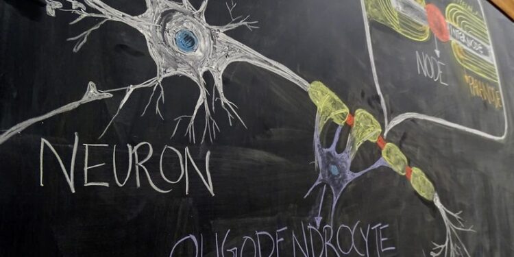 В поисках причины рассеянного склероза БИОЛОГИЯ НОВООБРАЗОВАННЫХ ПОРАЖЕНИЙ