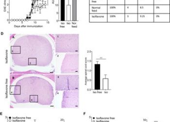 Изофлавоновая диета улучшает экспериментальный аутоиммунный энцефаломиелит за счет уменьшения количества кишечных бактерий у пациентов с рассеянным склерозом.