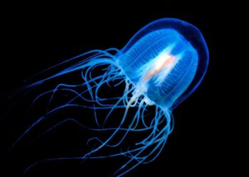 Значительная токсичность митоксантрона у пациентов с  рассеянным склерозом