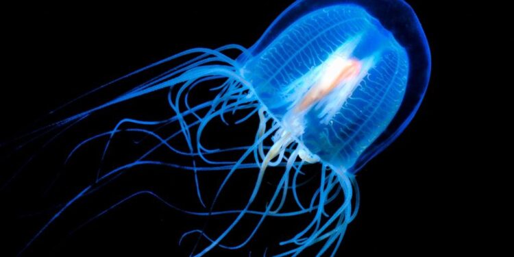 Значительная токсичность митоксантрона у пациентов с  рассеянным склерозом