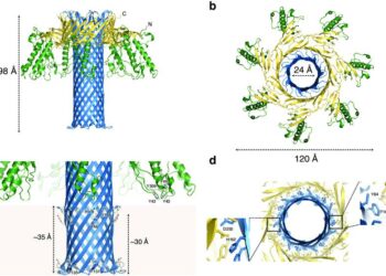 Clostridium perfringens эпсилон-токсин