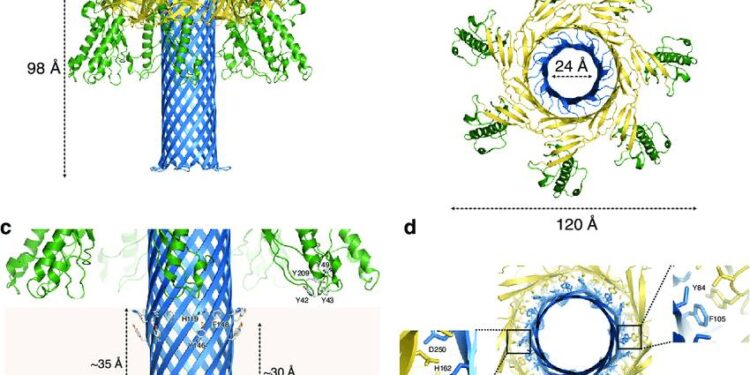 Воздействие эпсилон-токсина Clostridium perfringens на кровь человека может пролить свет на хрупкость эритроцитов при активном рассеянном склерозе 1 Clostridium perfringens эпсилон-токсин