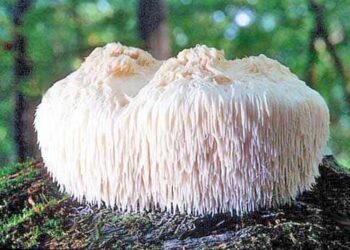 Потенциал грибов в лечении рассеянного склероза