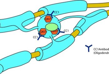 Мицелий Hericium erinaceus и его небольшие биоактивные соединения способствуют созреванию олигодендроцитов с увеличением основного белка миелина.