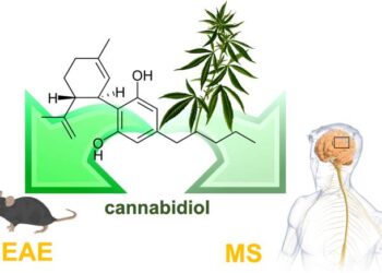 Иммуномодулирующий потенциал каннабидиола при рассеянном склерозе: систематический обзор