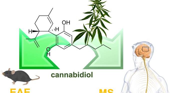 Иммуномодулирующий потенциал каннабидиола при рассеянном склерозе: систематический обзор