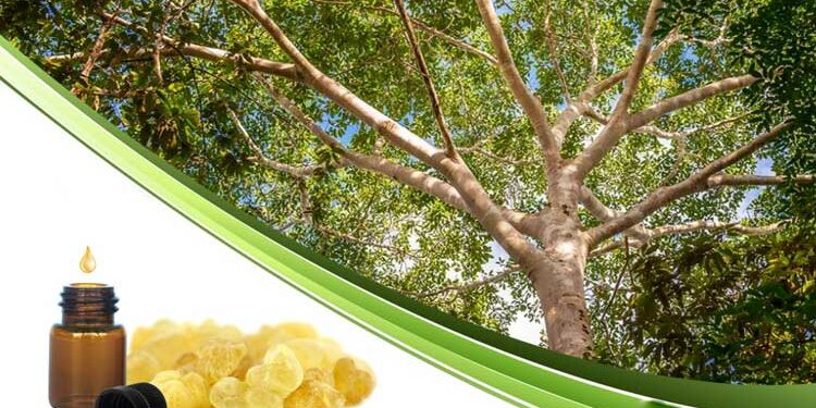 Масло копайбы при рассеянном склерозе 1 Масло копайбы при рассеянном склерозе