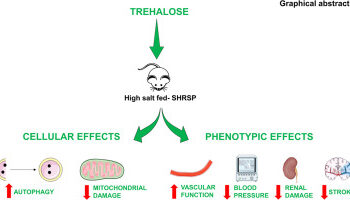 Трегалоза, природный дисахарид, снижает частоту инсульта у склонных к инсульту крыс со спонтанной гипертонией.