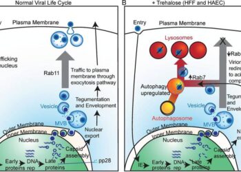 Репликация цитомегаловируса человека ингибируется трегалозой индуцирующий аутофагию