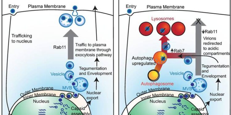 Репликация цитомегаловируса человека ингибируется трегалозой индуцирующий аутофагию 1 Репликация цитомегаловируса человека ингибируется трегалозой индуцирующий аутофагию