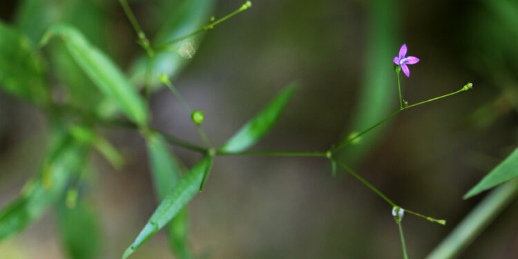 Растительный циклотид T20K демонстрирует многообещающие результаты в доклинических исследованиях рассеянного склероза 1 Растительный циклотид T20K демонстрирует многообещающие результаты в доклинических исследованиях рассеянного склероза