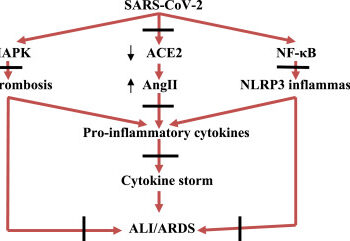Возможная роль урсоловой кислоты при Covid-19