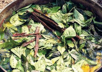 Соединение N,N-диметилтриптамина, обнаруженное в чае аяхуаска, регулирует нейрогенез у взрослых мышей