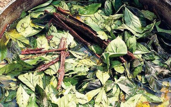 Соединение N,N-диметилтриптамина, обнаруженное в чае аяхуаска, регулирует нейрогенез у взрослых мышей 1 Соединение N,N-диметилтриптамина, обнаруженное в чае аяхуаска, регулирует нейрогенез у взрослых мышей